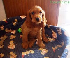Cocker Spaniel cuccioli - 3/4