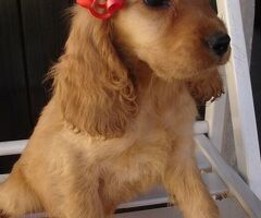 Cocker Spaniel cuccioli - 4/4