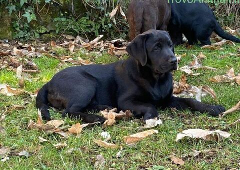 Cuccioli Labrador