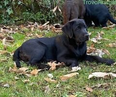 Cuccioli Labrador - 1/4