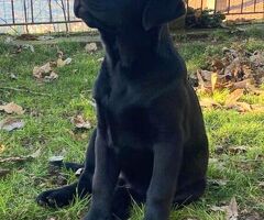 Cuccioli Labrador - 2/4