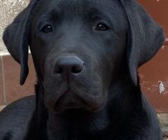 Cuccioli Labrador - 3/4