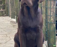 Cuccioli Labrador - 4/4