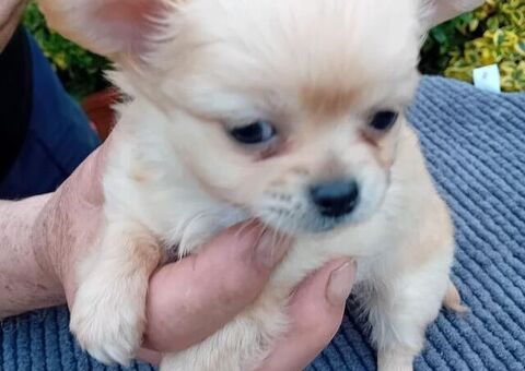 Tre chihuahua toy