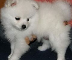Volpini toy cuccioli - 3/4