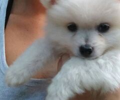 Volpini toy cuccioli - 4/4