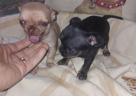 Chihuahua pelo raso