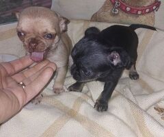 Chihuahua pelo raso