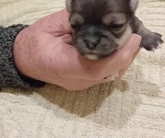 Chihuahua pelo raso - 2/4