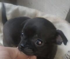 Chihuahua pelo raso - 3/4