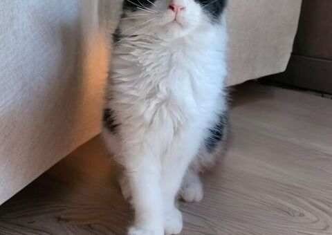 Maine Coon