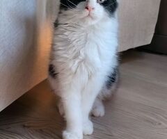 Maine Coon
