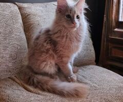 Maine Coon - 2/2