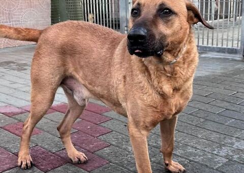  CANE METICCIO