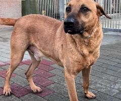  CANE METICCIO - 1/4