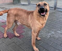  CANE METICCIO - 2/4