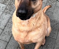  CANE METICCIO - 3/4