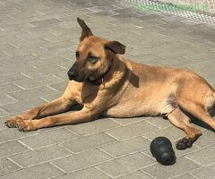  CANE METICCIO - 4/4