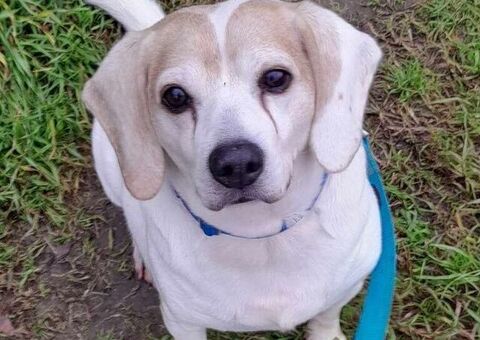  CANE BEAGLE