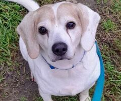  CANE BEAGLE - 1/4