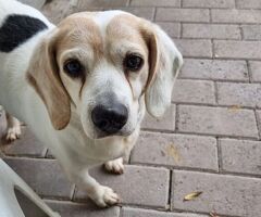  CANE BEAGLE - 2/4