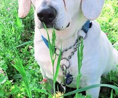  CANE BEAGLE - 3/4