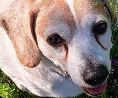  CANE BEAGLE - 4/4