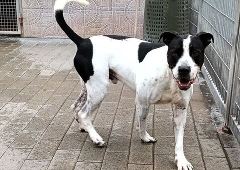  CANE METICCIO