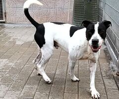  CANE METICCIO