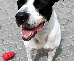  CANE METICCIO - 2/4