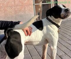  CANE METICCIO - 3/4