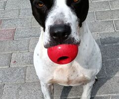  CANE METICCIO - 4/4