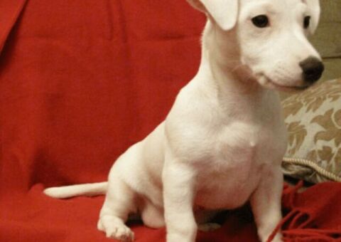 Jack Russell cuccioli