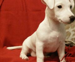 Jack Russell cuccioli - 1/4