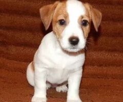 Jack Russell cuccioli - 2/4