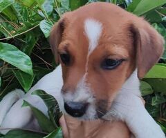 Jack Russell cuccioli - 3/4