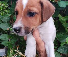 Jack Russell cuccioli - 4/4