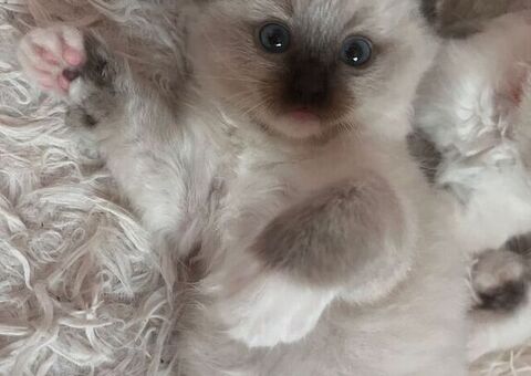 Gatto ragdoll