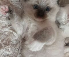 Gatto ragdoll
