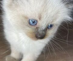 Gatto ragdoll - 3/4
