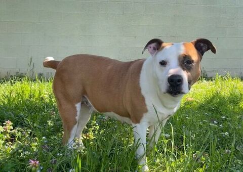  CAGNOLINA METICCIA