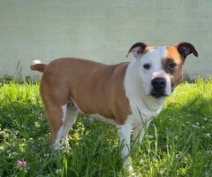  CAGNOLINA METICCIA
