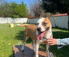  CAGNOLINA METICCIA - 2/4