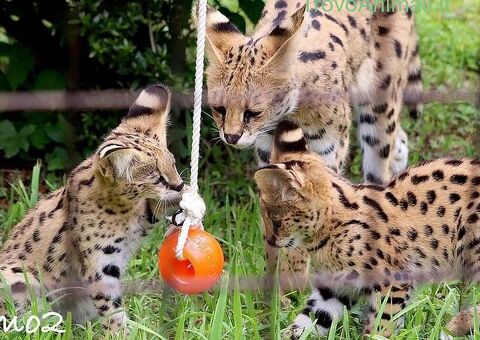 Gattino serval disponibile