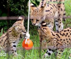 Gattino serval disponibile