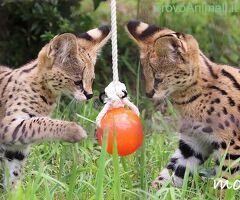 Gattino serval disponibile - 2/4