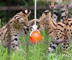 Gattino serval disponibile - 3/4