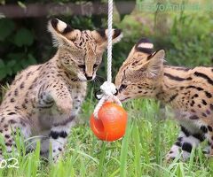 Gattino serval disponibile - 4/4