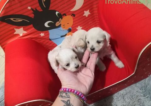 Maltipoo cuccioli