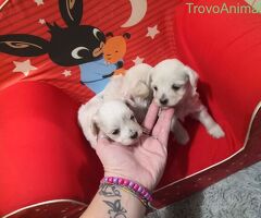 Maltipoo cuccioli - 1/2
